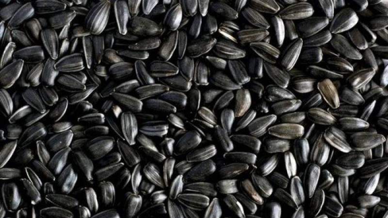 Пісте шағу пайдалы ма, зиян ба?