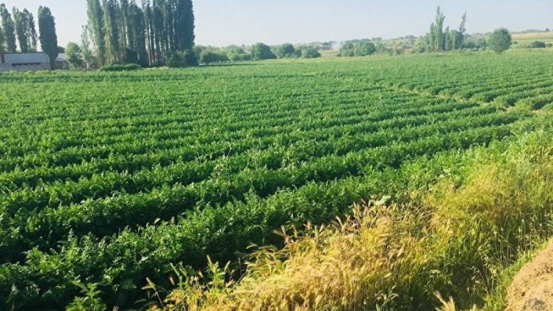 Шекара маңындағы жерлер шетелдіктерге берілмейді