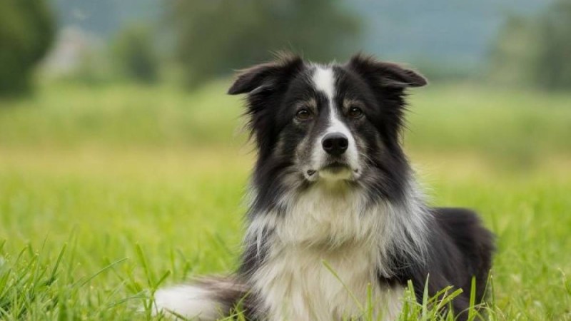 итінің еркелігінің кесірінен әйел қол-яғынан айырылды