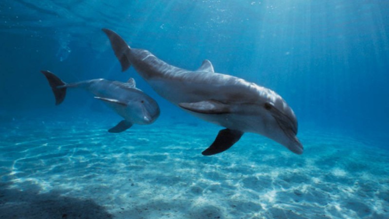 Видеошок: Өлген баласын қимаған дельфин желі қолданушыларының көңілін елжіретті