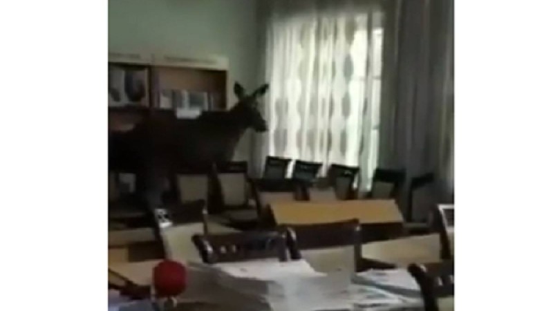 ​Семейде колледж кітапханасына бұлан кіріп кеткен