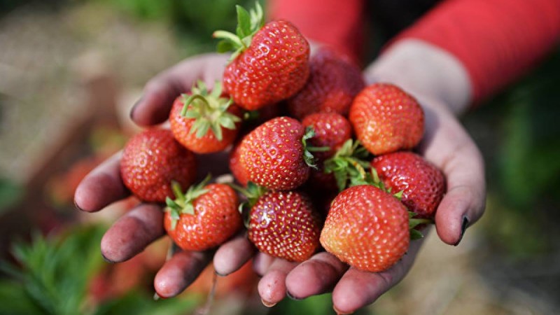 кімге жеуге болмайды, құлпынай, итбүлдірген, көкжидек