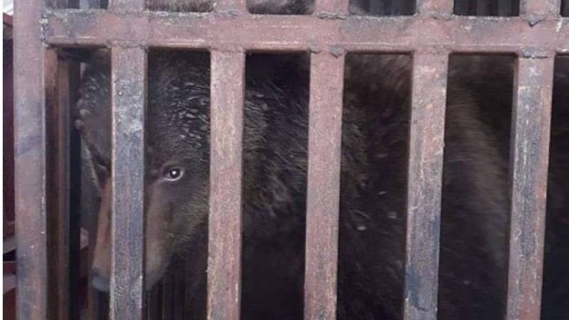 Түркістан облысында мал базарда аю сатылған