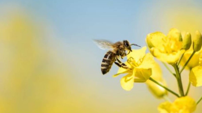 Ғалымдар 5G-ді қолдануға қарсы петиция жариялады