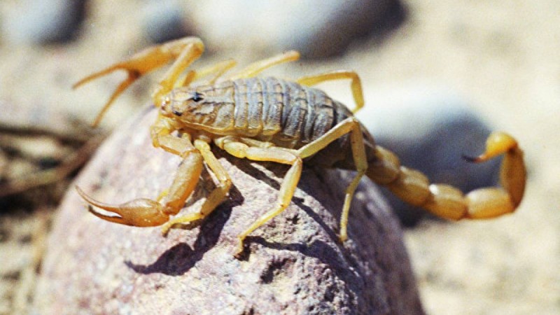 Атырау тұрғынын өз пәтерінде сарышаян шағып алды