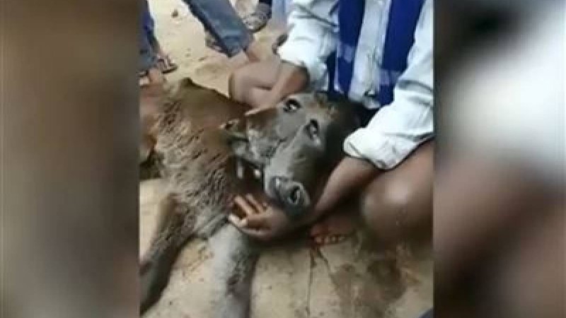 Екі басты құбыжық бұзау дүниеге келді