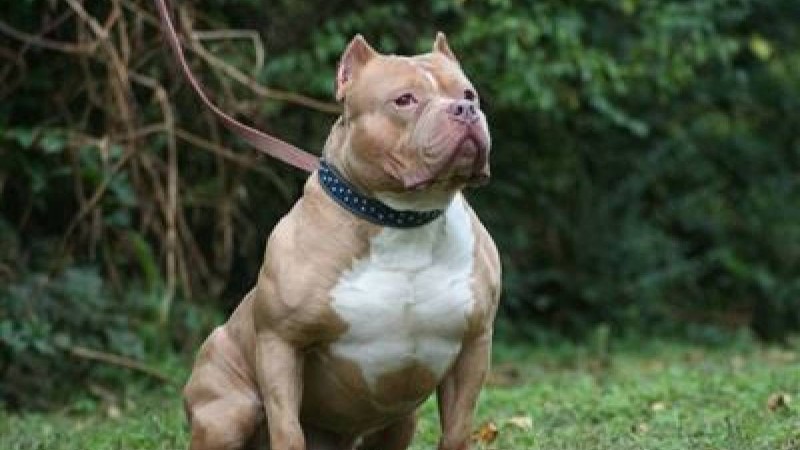 Екі ит 7 жасар баланы шайнап тастады