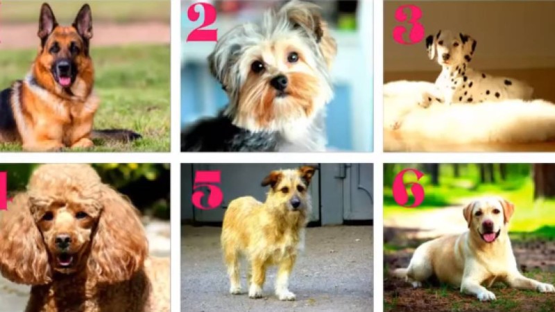 Психологиялық тест: Қай итті асырап алар едіңіз? Жауабыңыз сіз туралы қандай сыр айтады?