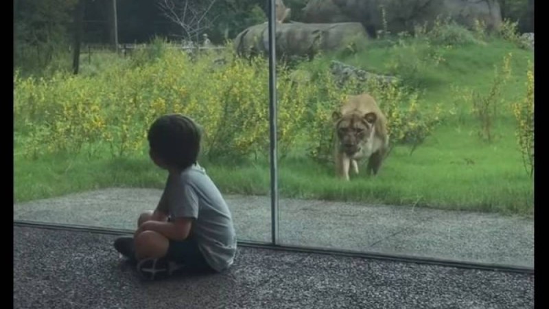 Арыстан әйнектің арғы жағында отырған балаға тап берді – қорқынышты видео