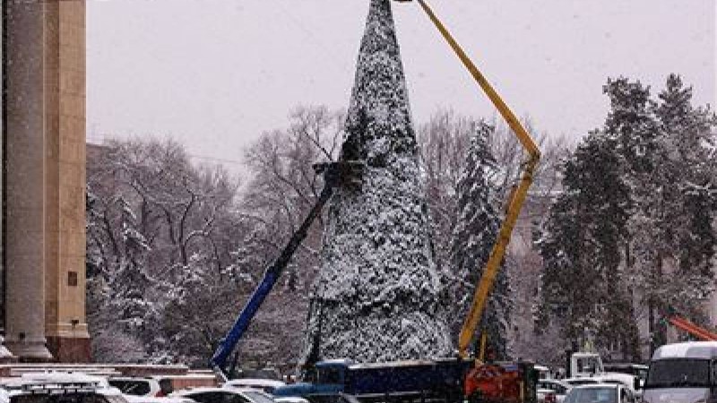 Бес метрлік шырша кішкентай баланың үстіне құлап кетті