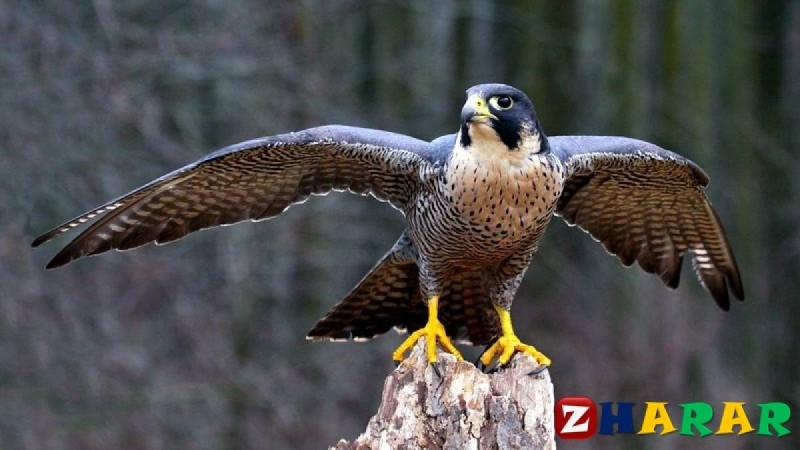 Мақал - мәтел: Құс » ZHARAR