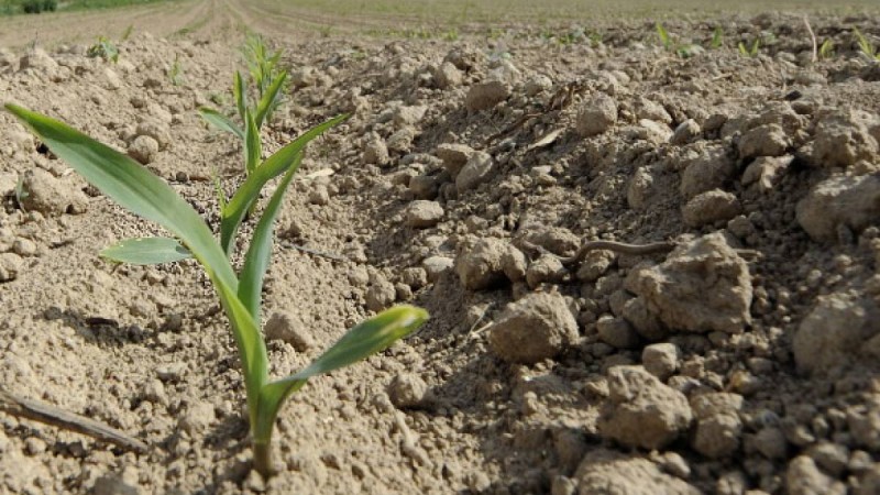 Қостанайда мемлекетке 290 мың гектар жер телімі қайтарылды