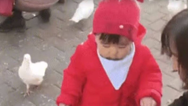 "Мойнынан шап берді": кішкентай қыз көгершіннен нанды тартып алды