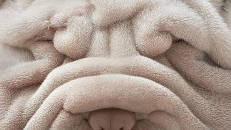 Әжім неден пайда болады? |