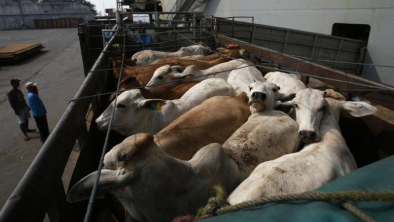 Алматы облысында тиісті құжатсыз мал тасымалдағандар анықталды