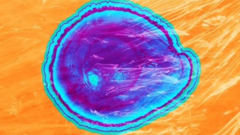 Тағамның жарамдылық мерзімін екі есе ұзартатын қаптама жасалды