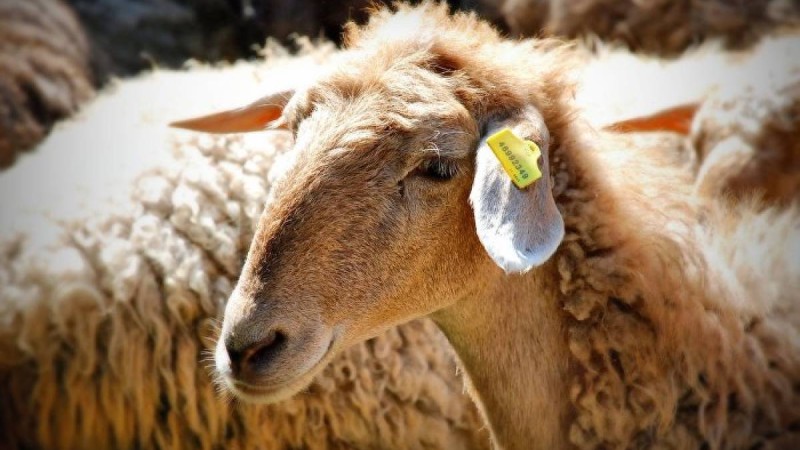 Сүйіндік ауылында белгісіз аурудан екі мыңнан астам қой қырылды