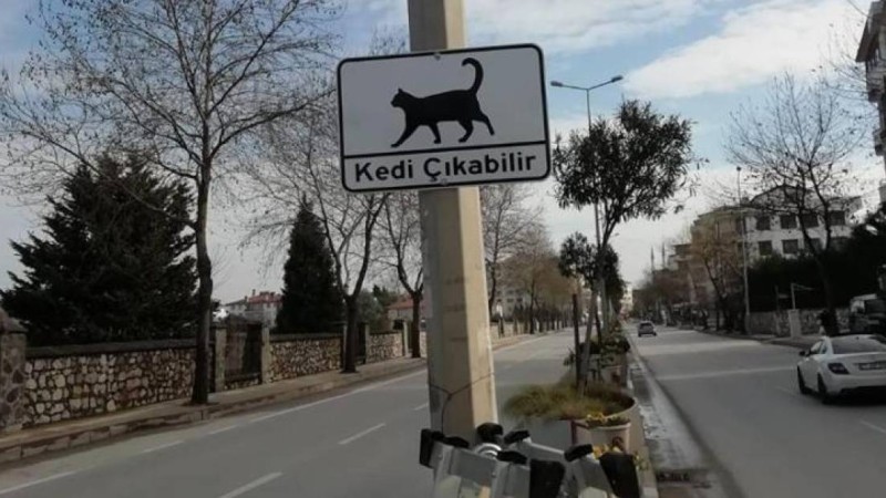 «Мысық шығуы мүмкін»