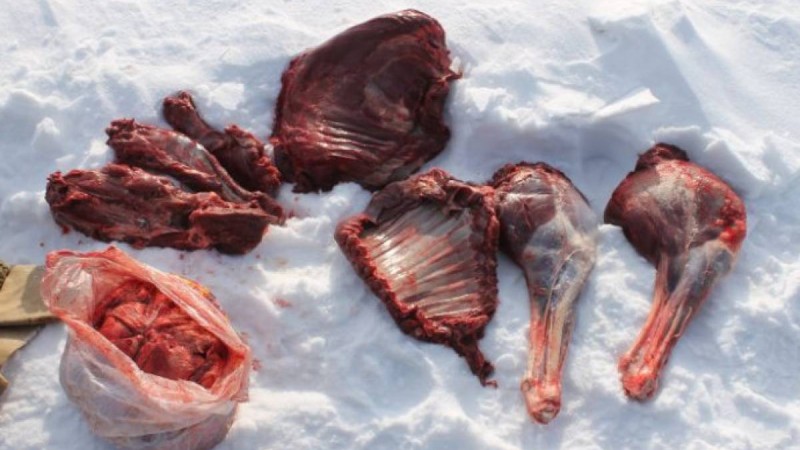 СҚО-да тоғыз сібір елігін қырып салған браконьерлер анықталды