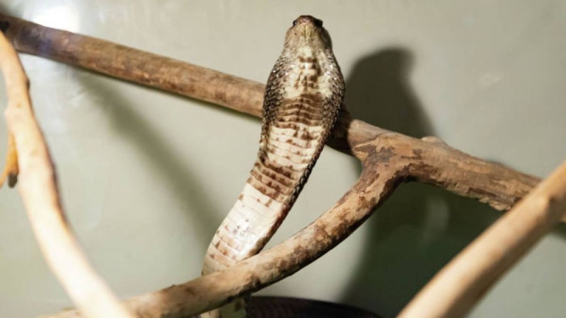 Әбжыланмен айқасқан ит өліп бара жатып баланы құтқарып қалды – видео