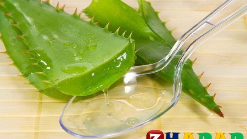 Алоэ өсімдігінің емдік қасиеттері