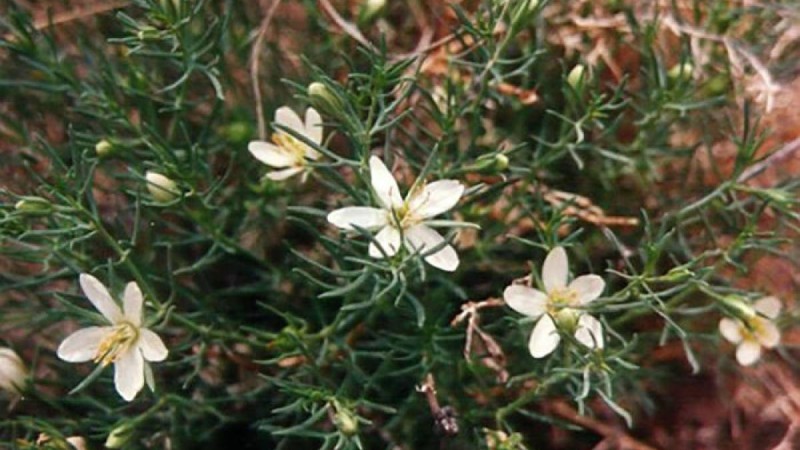 Адамды есінен айыруы мүмкін: Адыраспан туралы не білеміз?