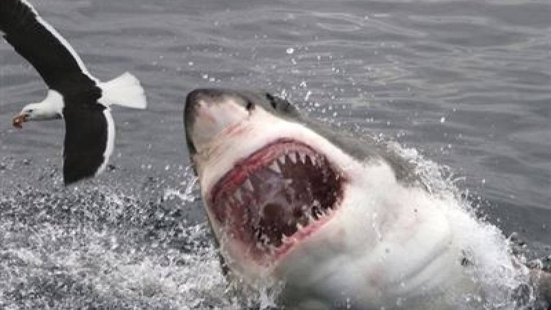 Спортшы акуланың шабуылынан көз жұмды