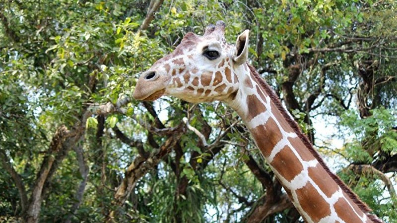 Шымкент зообағында жас жігіт жирафқа мініп алды