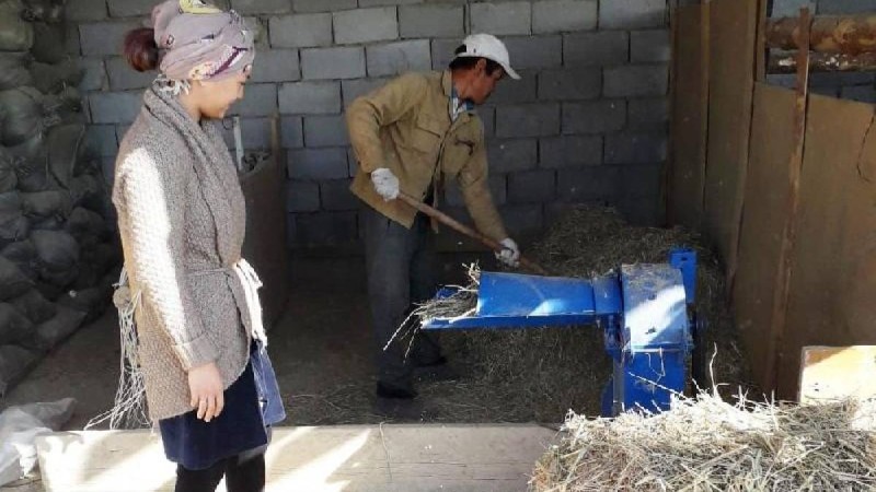 22 жастағы қызылордалық ару мал бордақылауды кәсіп етті