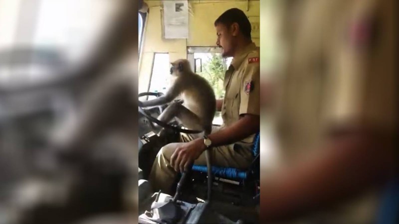 Маймыл қоғамдық көлікті айдап кеткен (ВИДЕО)