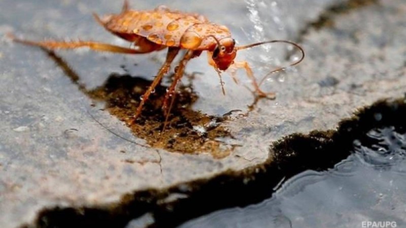 ​Дәрігерлер 17 жастағы бойжеткеннің құлағынан тірі тарақан алып шыққан