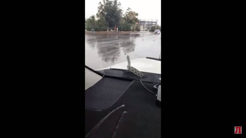 Ақтауда көлік капотынан атып шыққан алып жылан жүргізушіні шошытты (ВИДЕО)