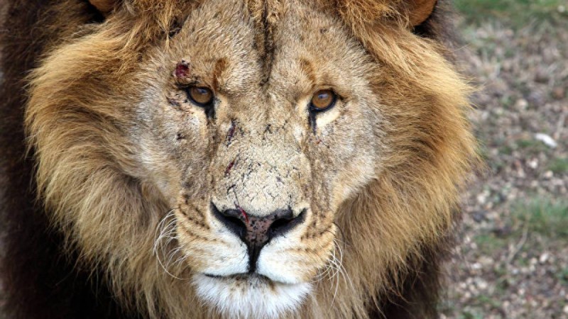 Бір топ қорқау арыстандармен ашық айқасқа түсті – видео