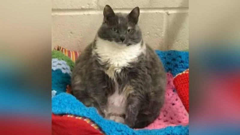 Ең семіз мысық бесінші рет қожайынын тауып алды