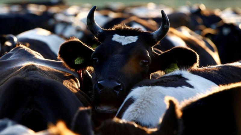 Қарағанды облысында мамандар ірі қара індетінің себебін анықтап жатыр