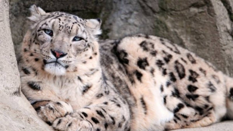 Ауыл шарушылық министрлігі мұның қашан және қайда болғанын анықтап жатыр