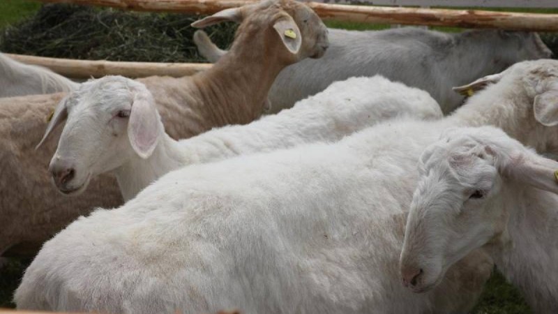 Қазір қойды телефонмен бағып жүрміз, қойшының керегі жоқ - жас кәсіпкер