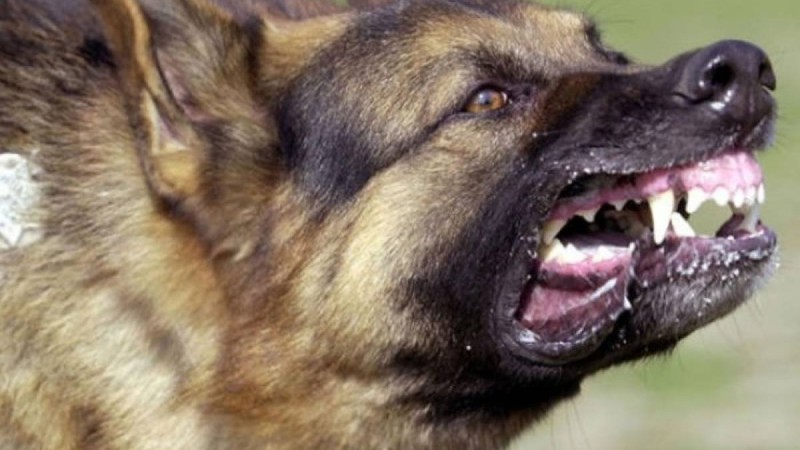 Алматыда ит ойнап отырған балаға шабуыл жасады (ВИДЕО)