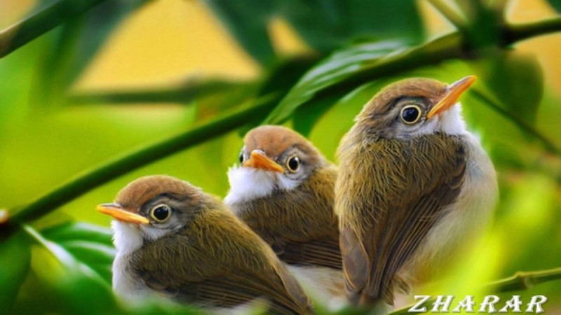 Пословицы и поговорки: Птица