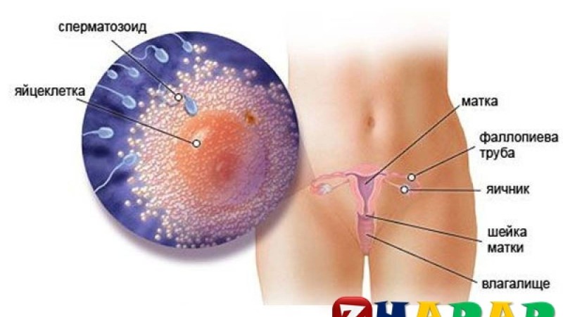 Англияның мамандарды мынадай зерттеу нәтижесін шығарыпты