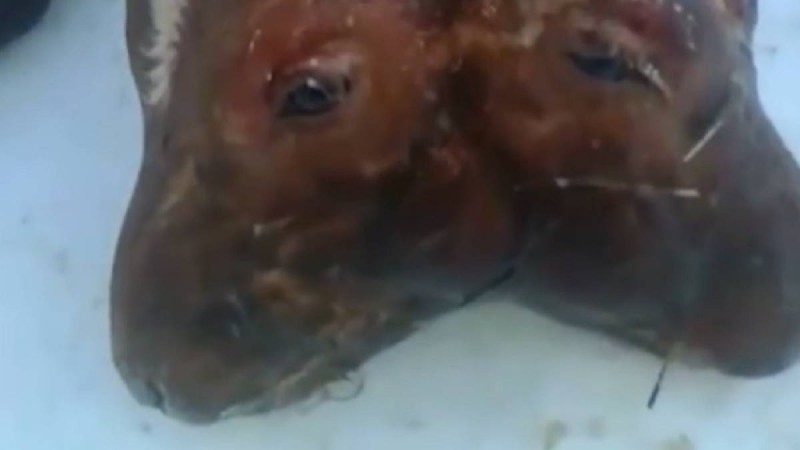 Екі құлағы, төрт көзі бар: Ақтөбе облысының тұрғыны сиырын будандастырам деп екібасты бұзау алды (видео)
            13:59, 05 Наурыз, 2019
        
        Мал дәрігерлік басқарма мұның себебін түсіндірді