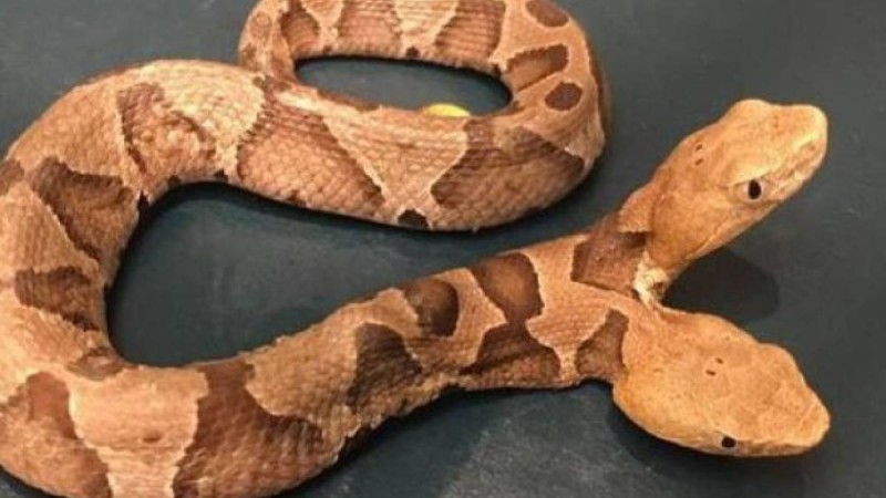 Екібасты ерекше жылан көпшіліктің таңданысын тудырды (ВИДЕО)