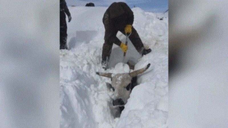 Видеошок: Фермер сиырларын қар астынан тірідей қазып алған