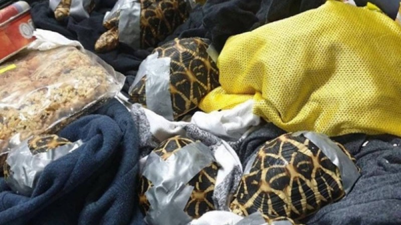 Әуежайдағы иесіз сөмкенің ішінен 1500 тірі тасбақа табылған