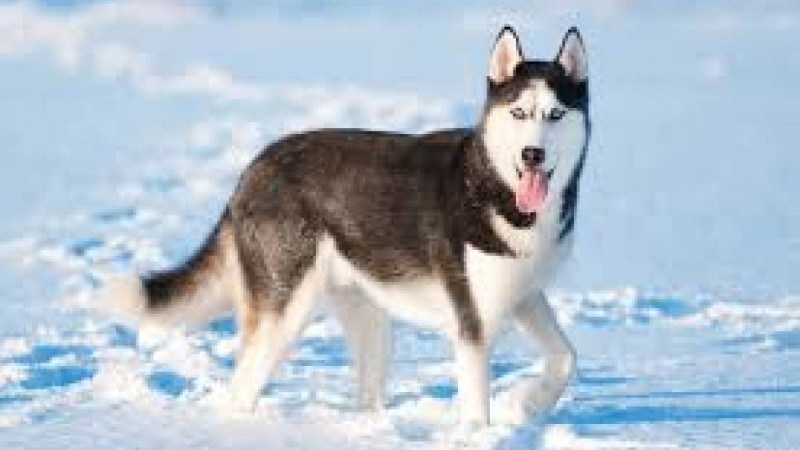 Қос хаски қуантып жүр