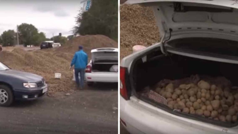 Шелектеп, қаптап тасуда: Алматы облысында жолдың шетінде картоп тау боп үйіліп жатыр - Қазақстан жаңалықтары