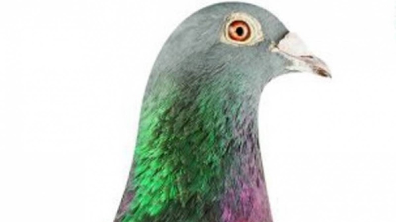 Аукционда көгершін 1,25 миллион еуроға сатылды