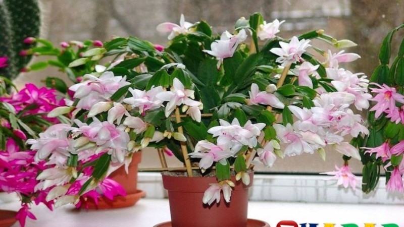 Бөлме гүлін баптау