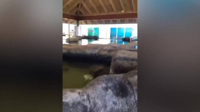 Бәстескен оқушы акула толы суға сүңгіп кетті (видео) - Қазақстан жаңалықтары