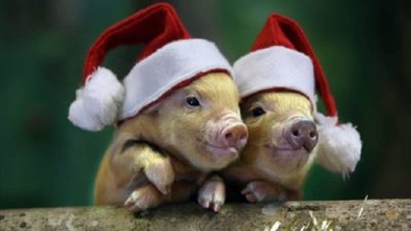 Адамгершілік слайд,презентация - Биология